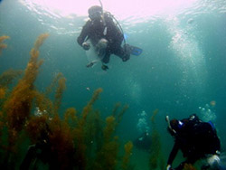 �Z�u���V�[�Y�u�r�[�`�N���[���i�b�v�C�x���g�v�J�Ái����25�N7��20���j